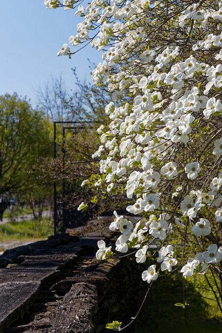 Jardin Botanique de la Bastide-039